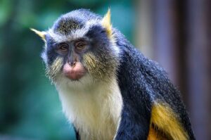 Wolf's Guenon